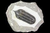 Morocconites Trilobite Fossil - Morocco (Reduced Price #85551-6
